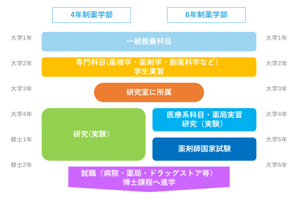 薬学部の大学の流れと進学先